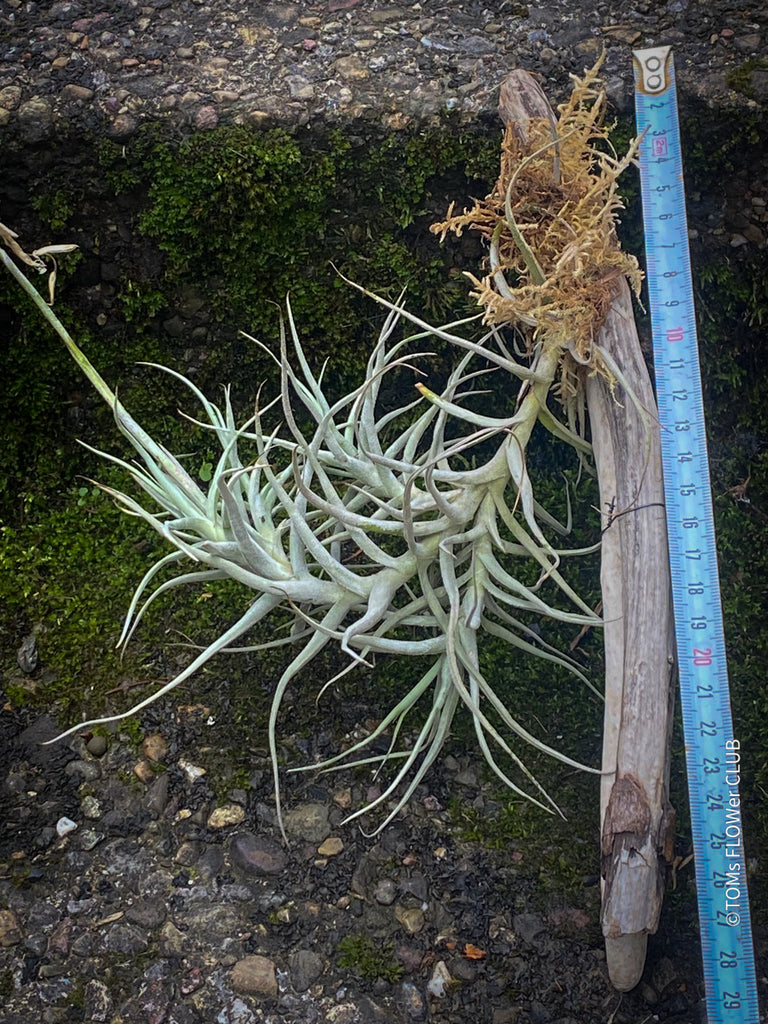 Tillandsia paleacea | organically grown tropical air plants | TOMs