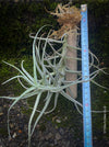 Tillandsia Paleacea on drift wood, air plant, Luftpflanze, organically grown air plants for sale at TOMs FLOWer CLUB.
