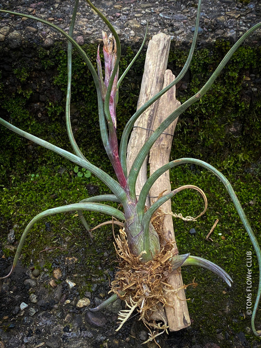 Tillandsia pseudobaileyi, organically grown air plants for sale at TOMs FLOWer CLUB.