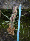Tillandsia pseudobaileyi, organically grown air plants for sale at TOMs FLOWer CLUB.