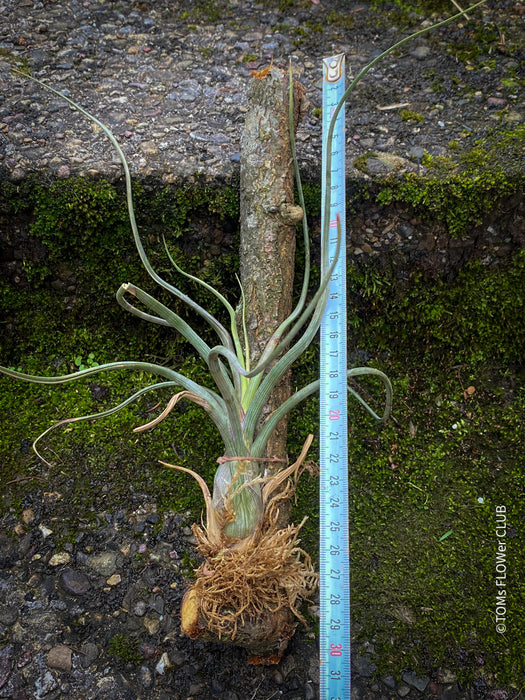 pseudobaileyi air plant Tillandsia pseudobaileyi | organically grown tropical air plants