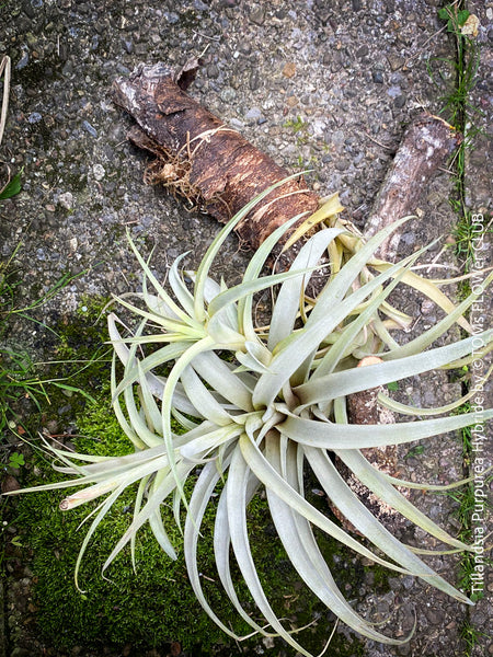 Tillandsia Purpurea Hybride on plum wood, air plant, Luftpflanze, organically grown air plants for sale at TOMs FLOWer CLUB.