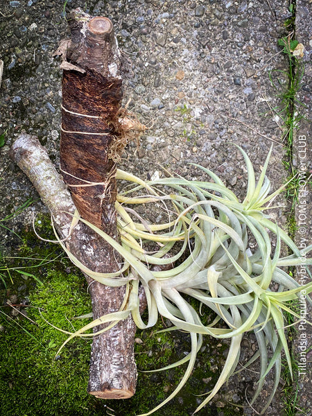 Tillandsia Purpurea Hybride on plum wood, air plant, Luftpflanze, organically grown air plants for sale at TOMs FLOWer CLUB.