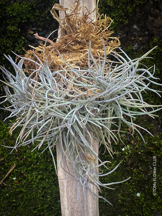 Tillandsia recurvata on drift wood, Luftpflanze, organically grown air plants for sale at TOMs FLOWer CLUB.