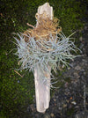 Tillandsia recurvata on drift wood, Luftpflanze, organically grown air plants for sale at TOMs FLOWer CLUB.