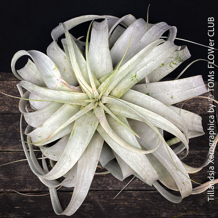 Tillandsia Xerographica, Airplant, low maintenance plant, Luftpflanze, organically grown air plants for sale at TOMs FLOWer CLUB.