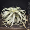 Tillandsia Xerographica, Airplant, low maintenance plant, Luftpflanze, organically grown air plants for sale at TOMs FLOWer CLUB.