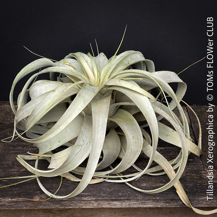 Tillandsia Xerographica, Airplant, low maintenance plant, Luftpflanze, organically grown air plants for sale at TOMs FLOWer CLUB.