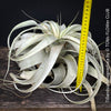 Tillandsia Xerographica, Airplant, low maintenance plant, Luftpflanze, organically grown air plants for sale at TOMs FLOWer CLUB.