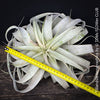 Tillandsia Xerographica, Airplant, low maintenance plant, Luftpflanze, organically grown air plants for sale at TOMs FLOWer CLUB.