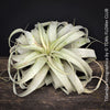 Tillandsia Xerographica, Airplant, low maintenance plant, Luftpflanze, organically grown air plants for sale at TOMs FLOWer CLUB.