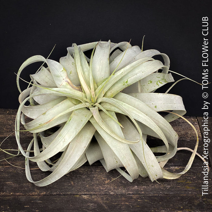 Tillandsia Xerographica, Airplant, low maintenance plant, Luftpflanze, organically grown air plants for sale at TOMs FLOWer CLUB.