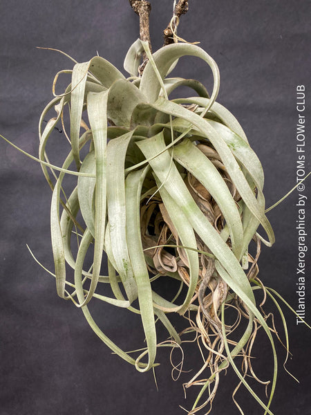 Tillandsia Xerographica, Luftpflanze, organically grown air plants for sale at TOMs FLOWer CLUB.