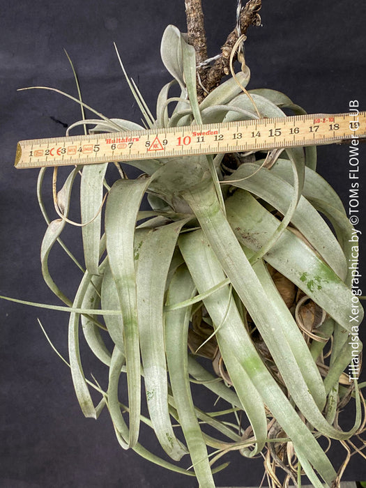 Tillandsia Xerographica, Luftpflanze, organically grown air plants for sale at TOMs FLOWer CLUB.