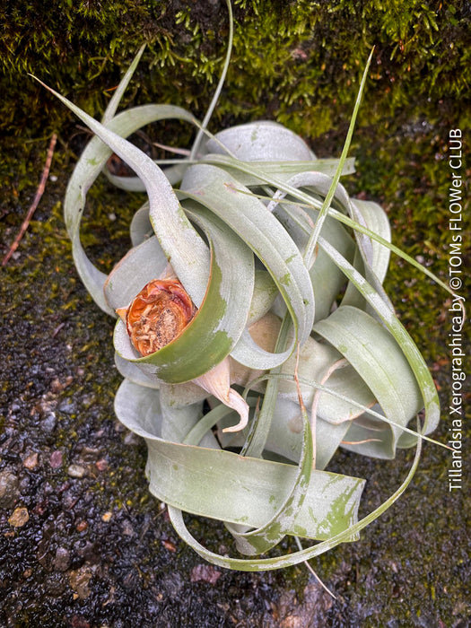 Tillandsia Xerographica, Luftpflanze, organically grown air plants for sale at TOMs FLOWer CLUB.