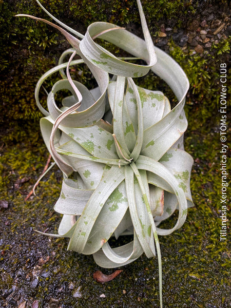 Tillandsia Xerographica, Luftpflanze, organically grown air plants for sale at TOMs FLOWer CLUB.