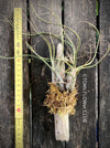 Tillandsia butzii, organically grown air plants for sale at TOMs FLOWer CLUB.