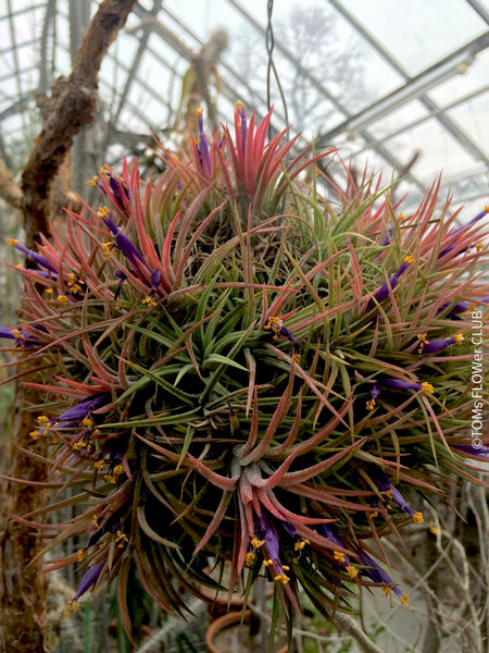 Tillandsia Ionantha Rubra on driftwood, organically grown air plants for sale at TOMs FLOWer CLUB.