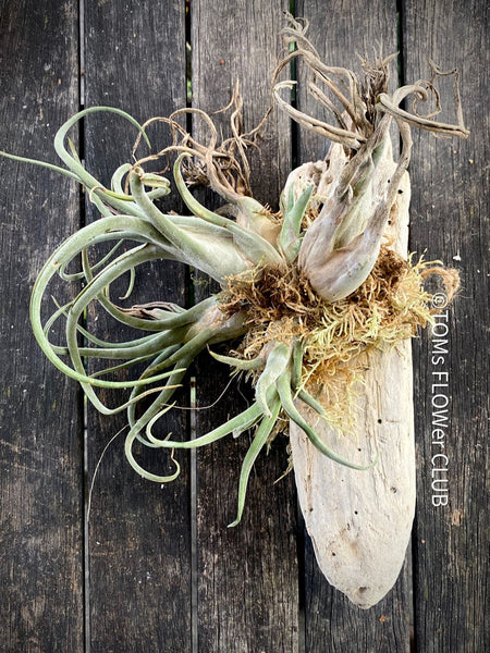 Tillandsia caput-medusae, organically grown air plants for sale at TOMs FLOWer CLUB.