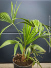 Trachycarpus fortunei, Chinese hemp palm, Ticino palm, tessiner Palme, winterharte palme, hardy palmtrees, organically grown plants for sale at TOMs FLOWer CLUB.