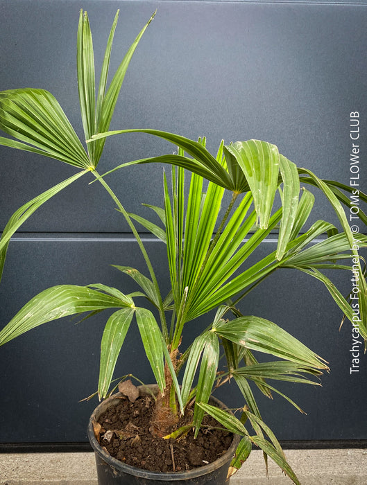 Trachycarpus fortunei, Chinese hemp palm, Ticino palm, tessiner Palme, winterharte palme, hardy palmtrees, organically grown plants for sale at TOMs FLOWer CLUB.
