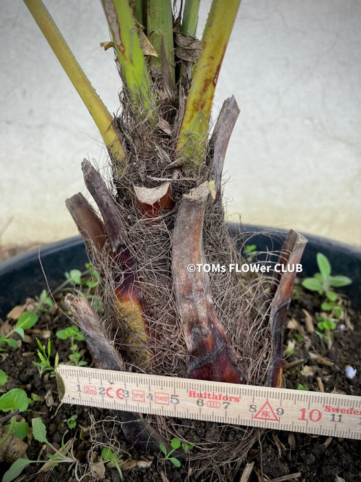 Trachycarpus fortunei, Chinese hemp palm, Ticino palm, tessiner Palme, winterharte palme, hardy palmtrees, organically grown plants for sale at TOMs FLOWer CLUB.