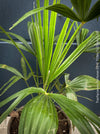 Trachycarpus fortunei, Chinese hemp palm, Ticino palm, tessiner Palme, winterharte palme, hardy palmtrees, organically grown plants for sale at TOMs FLOWer CLUB.