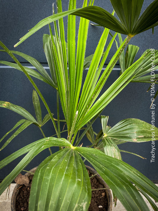 Trachycarpus fortunei, Chinese hemp palm, Ticino palm, tessiner Palme, winterharte palme, hardy palmtrees, organically grown plants for sale at TOMs FLOWer CLUB.