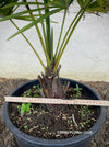 Trachycarpus fortunei, Chinese hemp palm, Ticino palm, tessiner Palme, winterharte palme, hardy palmtrees, organically grown plants for sale at TOMs FLOWer CLUB.