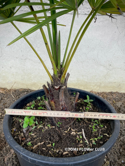 Trachycarpus fortunei, Chinese hemp palm, Ticino palm, tessiner Palme, winterharte palme, hardy palmtrees, organically grown plants for sale at TOMs FLOWer CLUB.