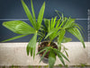 Trachycarpus fortunei, Chinese hemp palm, Ticino palm, tessiner Palme, winterharte palme, hardy palmtrees, organically grown plants for sale at TOMs FLOWer CLUB.