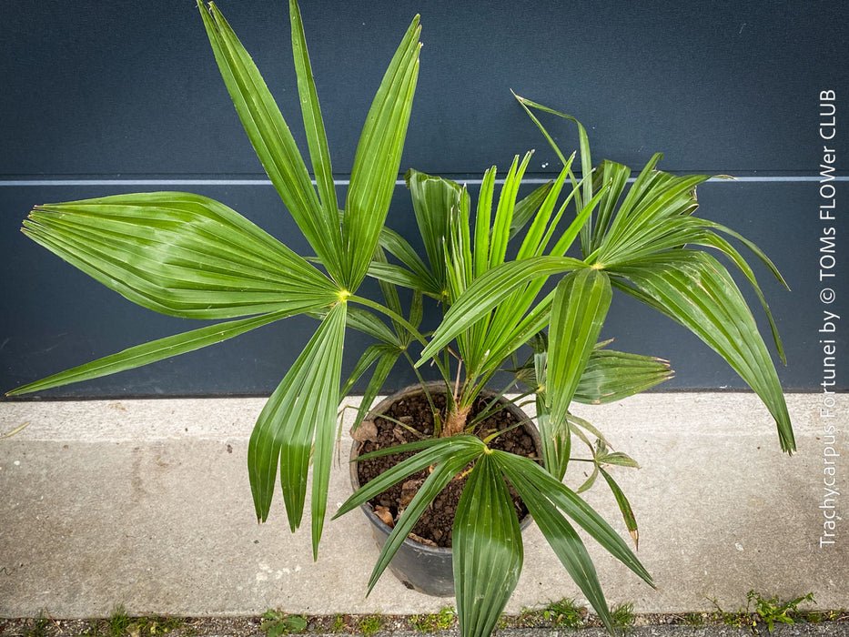 Trachycarpus fortunei, Chinese hemp palm, Ticino palm, tessiner Palme, winterharte palme, hardy palmtrees, organically grown plants for sale at TOMs FLOWer CLUB.