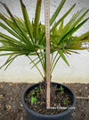 Trachycarpus fortunei, Chinese hemp palm, Ticino palm, tessiner Palme, winterharte palme, hardy palmtrees, organically grown plants for sale at TOMs FLOWer CLUB.