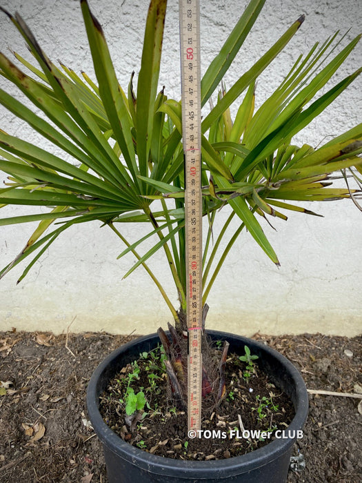 Trachycarpus fortunei, Chinese hemp palm, Ticino palm, tessiner Palme, winterharte palme, hardy palmtrees, organically grown plants for sale at TOMs FLOWer CLUB.