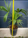 Trachycarpus fortunei, Chinese hemp palm, Ticino palm, tessiner Palme, winterharte palme, hardy palmtrees, organically grown plants for sale at TOMs FLOWer CLUB.