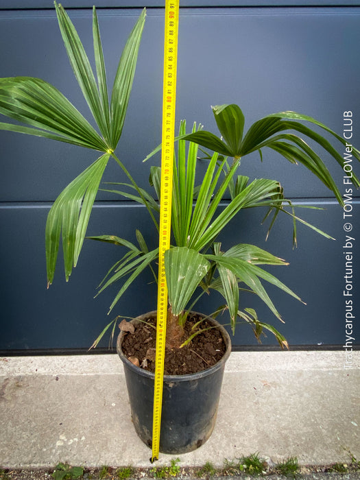 Trachycarpus fortunei, Chinese hemp palm, Ticino palm, tessiner Palme, winterharte palme, hardy palmtrees, organically grown plants for sale at TOMs FLOWer CLUB.