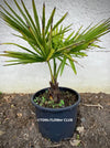 Trachycarpus fortunei, Chinese hemp palm, Ticino palm, tessiner Palme, winterharte palme, hardy palmtrees, organically grown plants for sale at TOMs FLOWer CLUB.