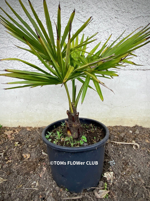 Trachycarpus fortunei, Chinese hemp palm, Ticino palm, tessiner Palme, winterharte palme, hardy palmtrees, organically grown plants for sale at TOMs FLOWer CLUB.