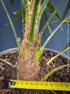 Trachycarpus fortunei, Chinese hemp palm, Ticino palm, tessiner Palme, winterharte palme, hardy palmtrees, organically grown plants for sale at TOMs FLOWer CLUB.