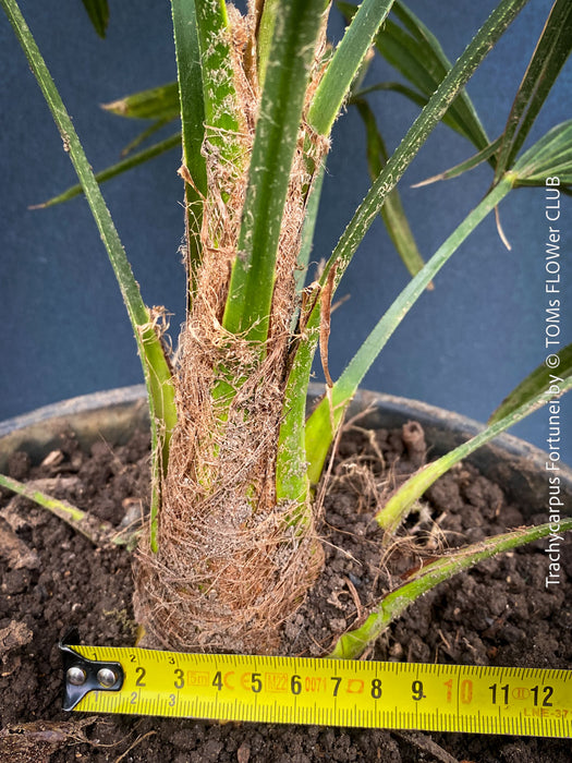 Trachycarpus fortunei, Chinese hemp palm, Ticino palm, tessiner Palme, winterharte palme, hardy palmtrees, organically grown plants for sale at TOMs FLOWer CLUB.