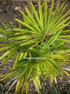 Trachycarpus fortunei, Chinese hemp palm, Ticino palm, tessiner Palme, winterharte palme, hardy palmtrees, organically grown plants for sale at TOMs FLOWer CLUB.