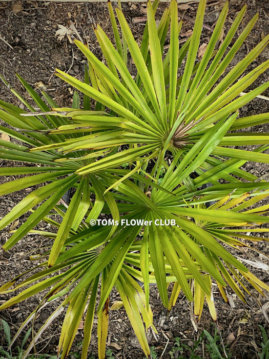 Trachycarpus fortunei, Chinese hemp palm, Ticino palm, tessiner Palme, winterharte palme, hardy palmtrees, organically grown plants for sale at TOMs FLOWer CLUB.