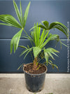 Trachycarpus fortunei, Chinese hemp palm, Ticino palm, tessiner Palme, winterharte palme, hardy palmtrees, organically grown plants for sale at TOMs FLOWer CLUB.