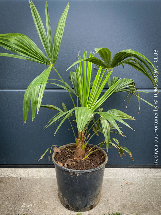 Trachycarpus fortunei, Chinese hemp palm, Ticino palm, tessiner Palme, winterharte palme, hardy palmtrees, organically grown plants for sale at TOMs FLOWer CLUB.