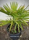 Trachycarpus fortunei, Chinese hemp palm, Ticino palm, tessiner Palme, winterharte palme, hardy palmtrees, organically grown plants for sale at TOMs FLOWer CLUB.