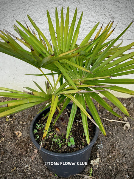 Trachycarpus fortunei, Chinese hemp palm, Ticino palm, tessiner Palme, winterharte palme, hardy palmtrees, organically grown plants for sale at TOMs FLOWer CLUB.