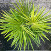 Trachycarpus fortunei, Chinese hemp palm, Ticino palm, tessiner Palme, winterharte palme, hardy palmtrees, organically grown plants for sale at TOMs FLOWer CLUB.