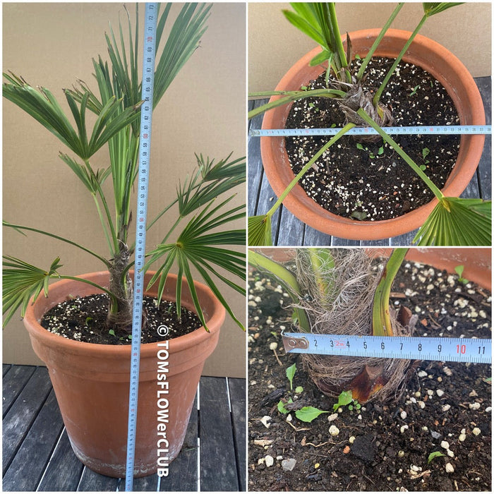 Trachycarpus wagnerianus in clay pot, palm tree, organically grown plants for sale at TOMs FLOWer CLUB.