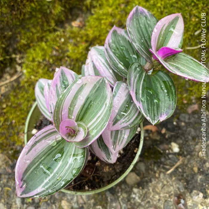 Tradescantia Albiflora Nanouk, Dreimasterblume Tricolor, organically grown tropical plants for sale at TOMs FLOWer CLUB.