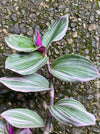 Tradescantia Albiflora Nanouk, Dreimasterblume Tricolor, organically grown tropical plants for sale at TOMs FLOWer CLUB.